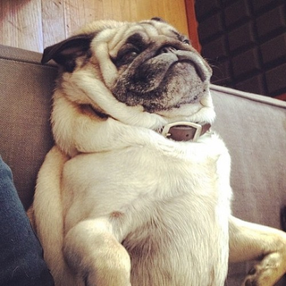 Instagram via @hecubanpug